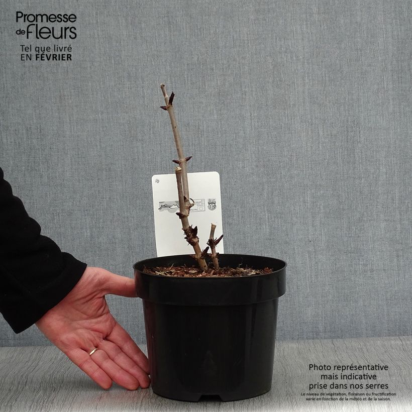 Sambuco nero Black Tower Vaso da 3L/4L esemplare consegnato in inverno