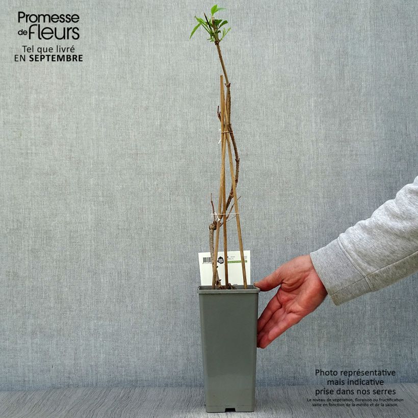 Esemplare di Sambucus nigra Haschberg - Sambuco Vaso da 1,5L/2L, A cespuglio come consegnato in autunno