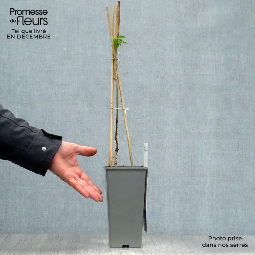 Sambucus nigra Haschberg - Sambuco Vaso da 1,5L/2L, A cespuglio esemplare consegnato in inverno