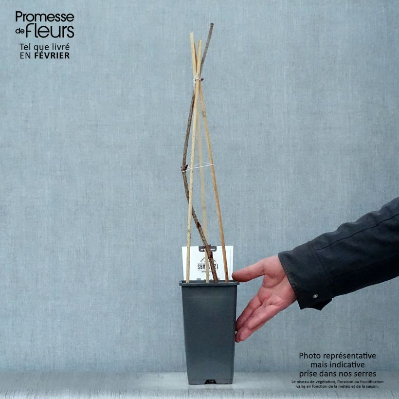 Sambucus nigra Korsor - Sambuco Vaso da 1,5L/2L, A cespuglio esemplare consegnato in inverno