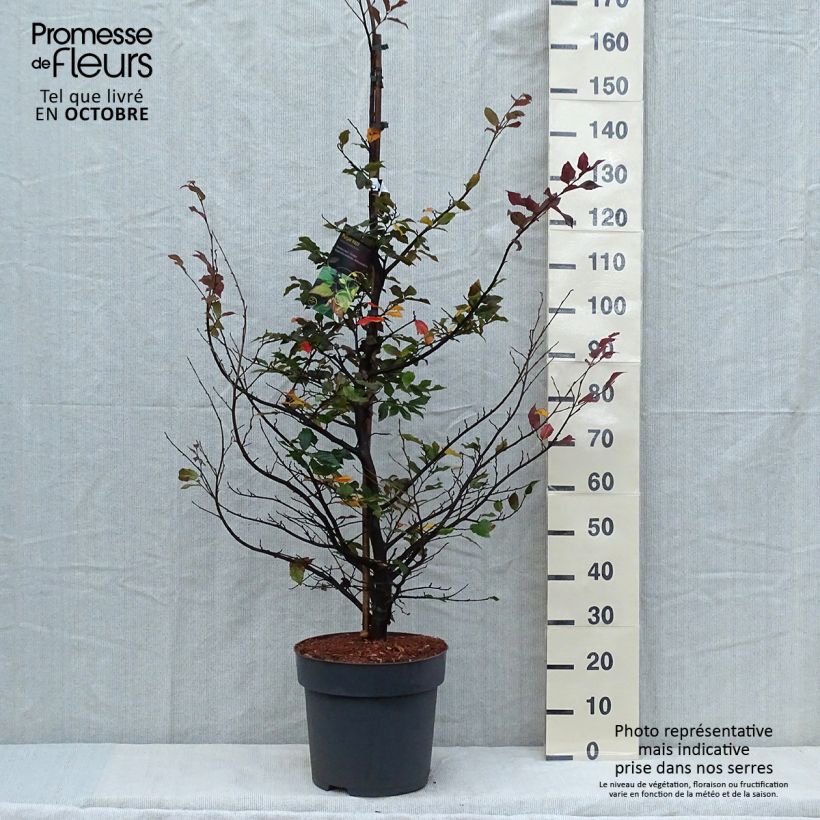 Esemplare di Sycoparrotia semidecidua Purple Haze Vaso da 12L/15L come consegnato in autunno