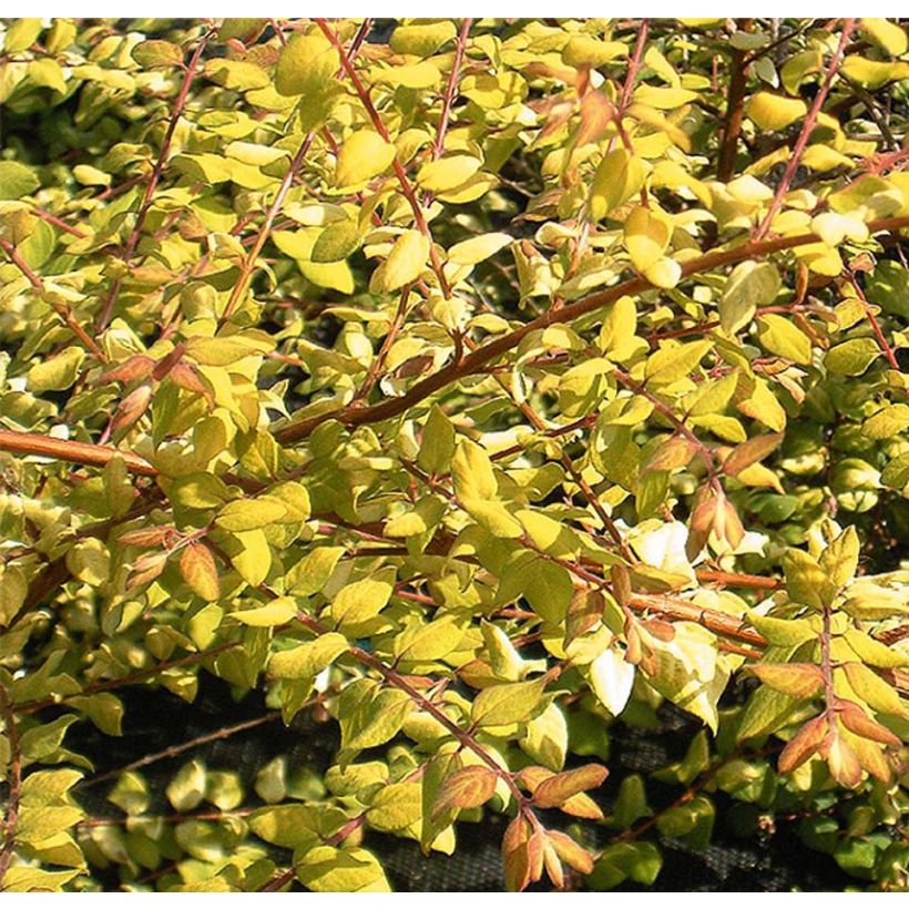 Symphorycarpos chenaultii Brain de Soleil - Sinforicarpo (Fogliame)