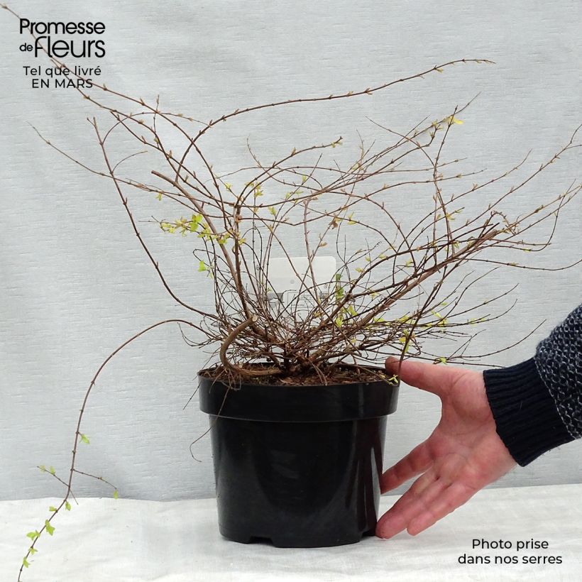 Symphorycarpos chenaultii Brain de Soleil - Sinforicarpo Vaso da 3L/4L esemplare consegnato in inverno