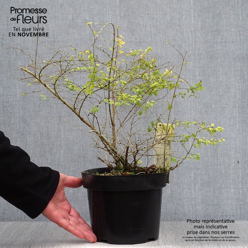 Esemplare di Symphorycarpos chenaultii Brain de Soleil - Sinforicarpo Vaso da 3L/4L come consegnato in autunno