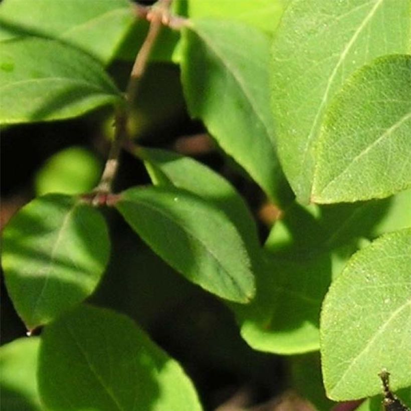 Symphorycarpos chenaultii - Sinforicarpo (Fogliame)