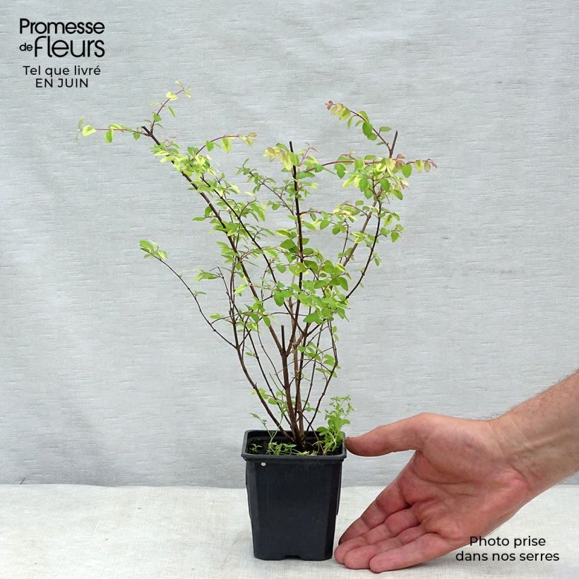 Esemplare di Symphorycarpos chenaultii Hancock - Sinforicarpo Vasetto da 8/9 cm consegnato in estate