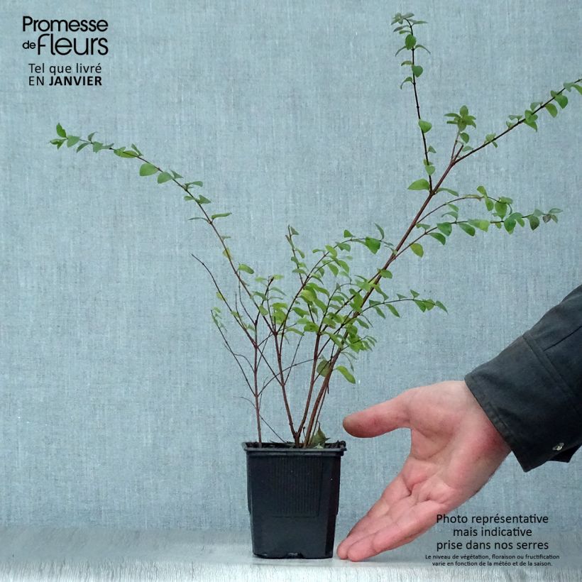 Symphorycarpos chenaultii Hancock - Sinforicarpo Vasetto da 8/9 cm esemplare consegnato in inverno