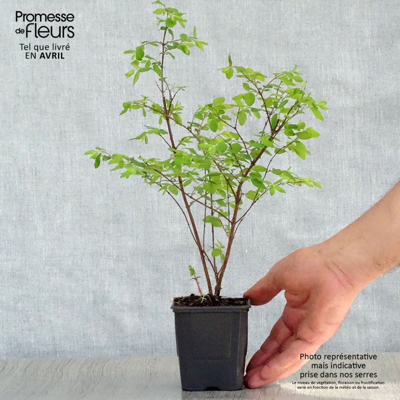 Symphorycarpos chenaultii Hancock - Sinforicarpo Vasetto da 8/9 cm esemplare consegnato in primavera