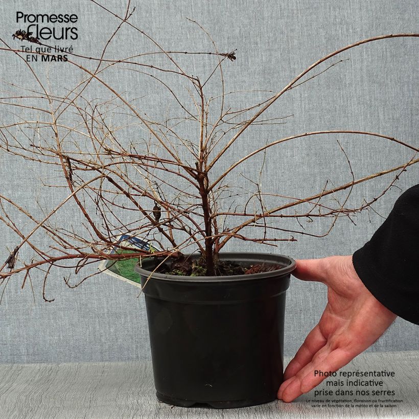 Symphorycarpos chenaultii Hancock - Sinforicarpo Vaso da 2L/3L esemplare consegnato in inverno