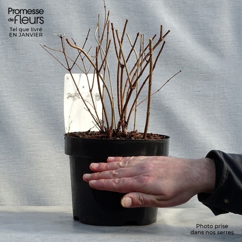 Symphorycarpos doorenboosii Amethyst - Sinforicarpo Vaso da 2L/3L esemplare consegnato in inverno