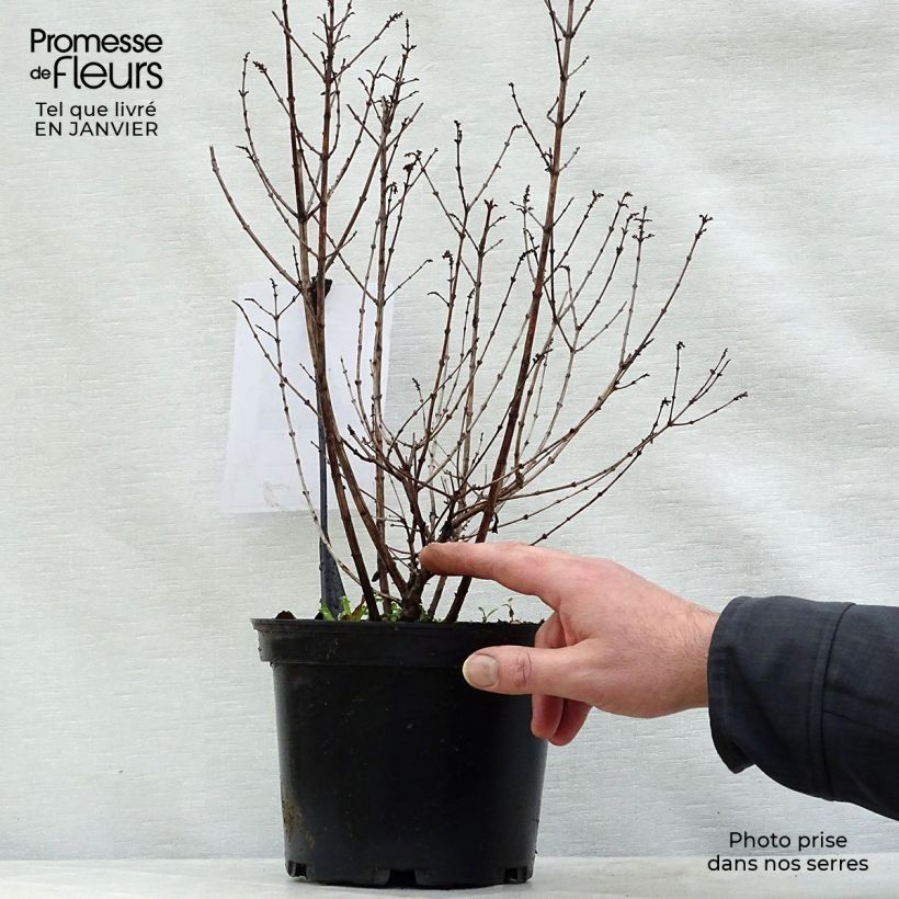 Symphorycarpos doorenboosii Magical Candy - Sinforicarpo Vaso da 2L/3L esemplare consegnato in inverno