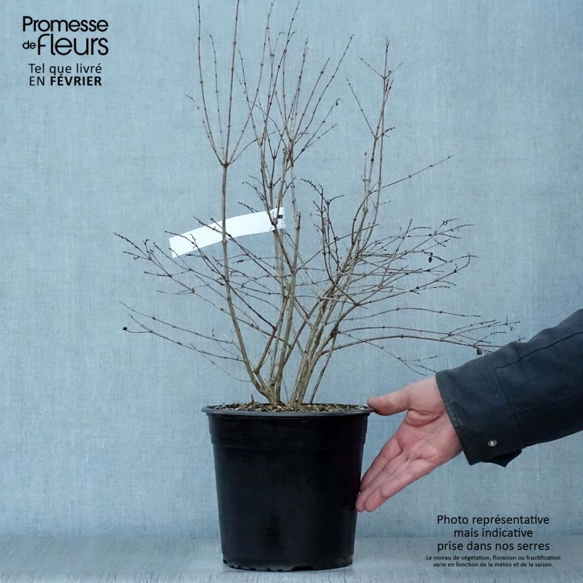 Symphorycarpos doorenboosii Magical Galaxy - Sinforicarpo Vaso da 3L/4L esemplare consegnato in inverno