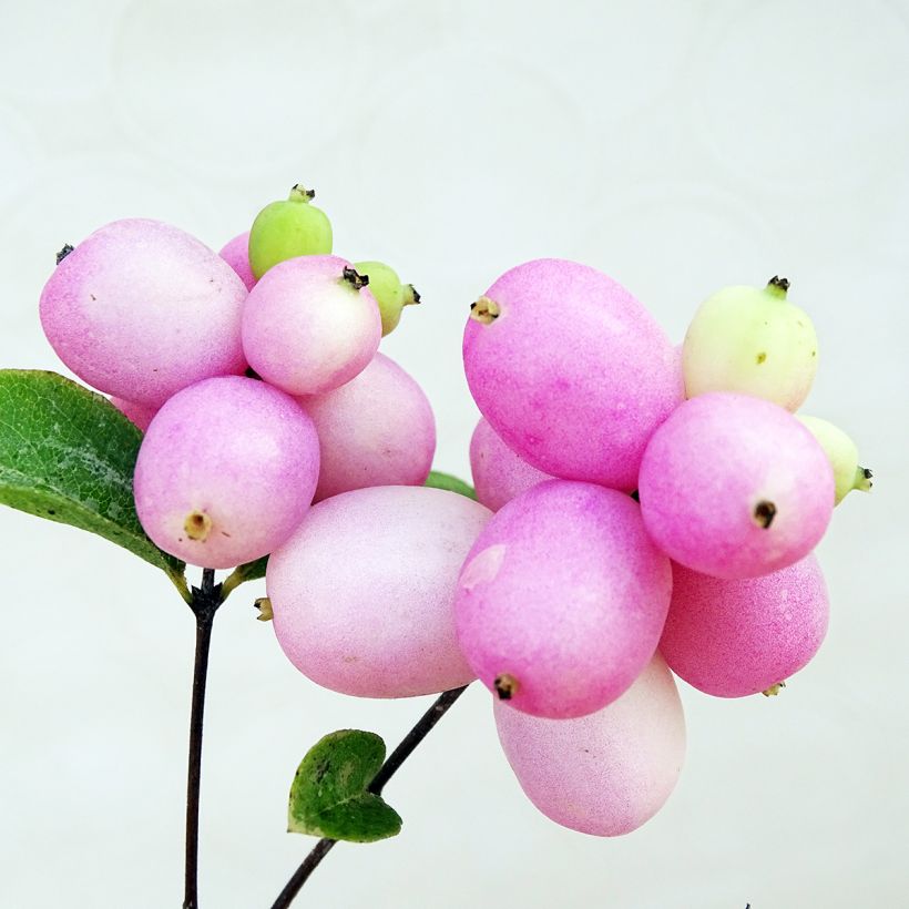 Symphorycarpos doorenboosii Mother Of Pearl - Sinforicarpo (Raccolta)
