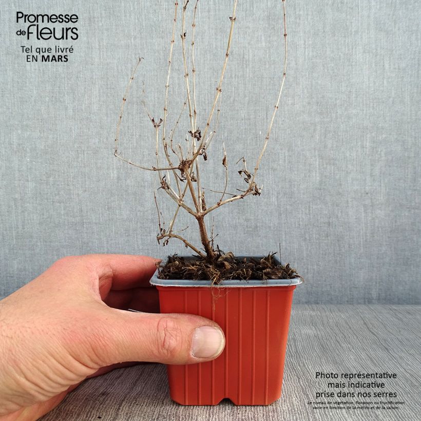 Symphorycarpos doorenboosii Mother Of Pearl - Sinforicarpo Vasetto da 8/9 cm esemplare consegnato in inverno