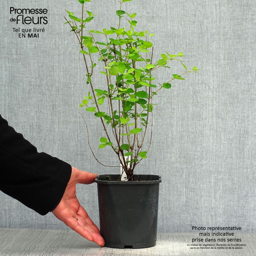 Symphorycarpos doorenboosii Mother Of Pearl - Sinforicarpo Vaso da 2L/3L esemplare consegnato in primavera