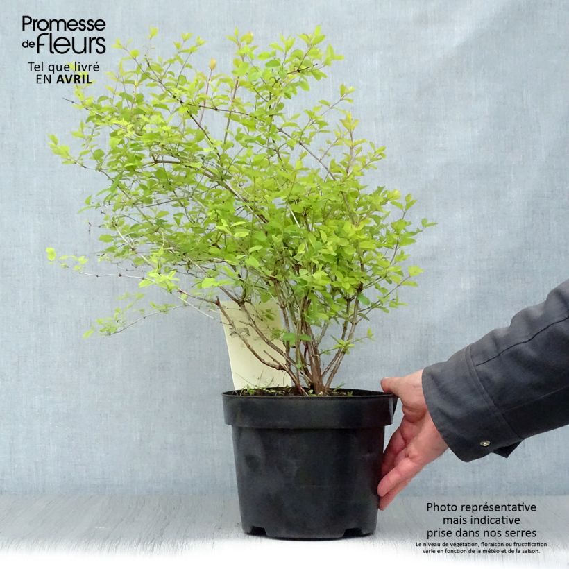 Symphorycarpos doorenboosii Amethyst - Sinforicarpo Vaso da 2L/3L esemplare consegnato in primavera