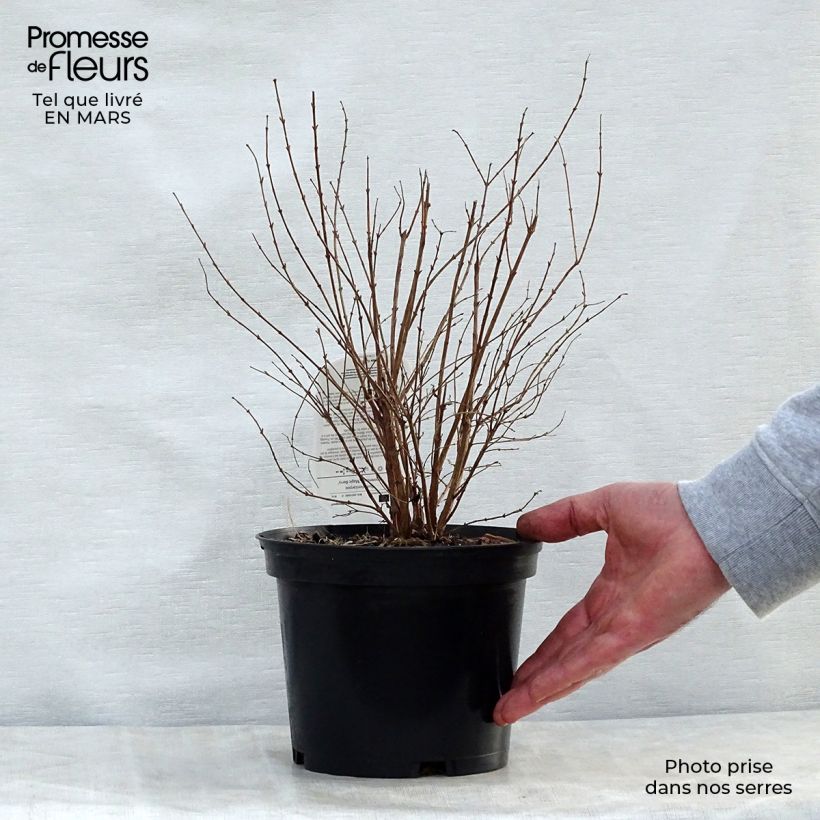 Symphorycarpos doorenboosii Magic Berry - Sinforicarpo Vaso da 2L/3L esemplare consegnato in primavera