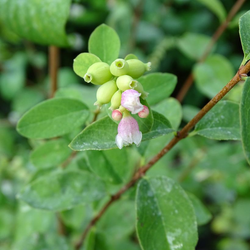 Symphorycarpos doorenboosii White Hedge - Sinforicarpo (Fioritura)
