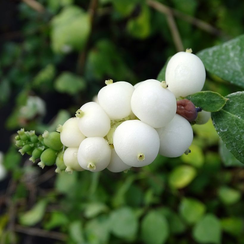 Symphorycarpos doorenboosii White Hedge - Sinforicarpo (Raccolta)