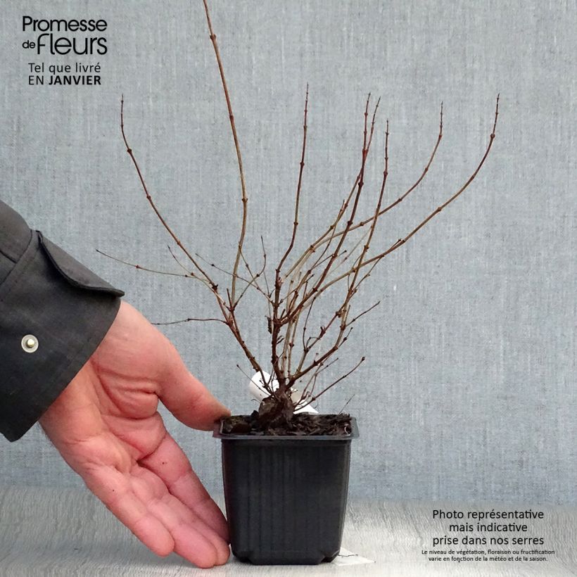 Symphorycarpos doorenboosii White Hedge - Sinforicarpo Vasetto da 8/9 cm esemplare consegnato in inverno