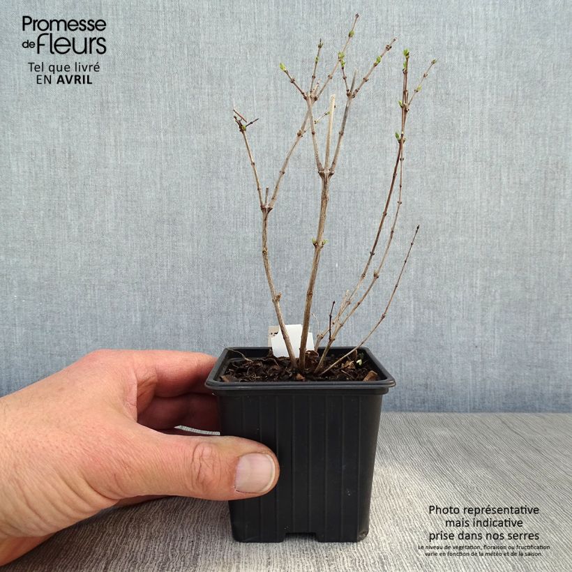 Symphorycarpos doorenboosii White Hedge - Sinforicarpo Vasetto da 8/9 cm esemplare consegnato in primavera