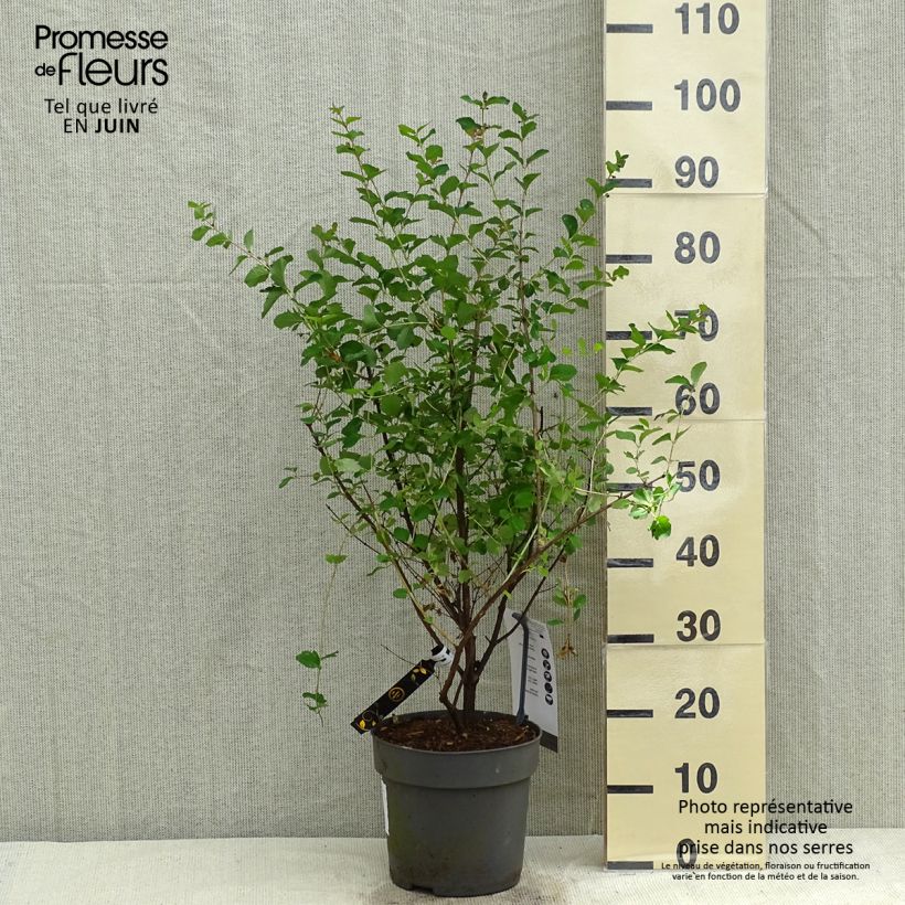 Symphoricarpos orbiculatus Symphony Rave - Sinforicarpo Vaso da 4L/5L esemplare consegnato in primavera