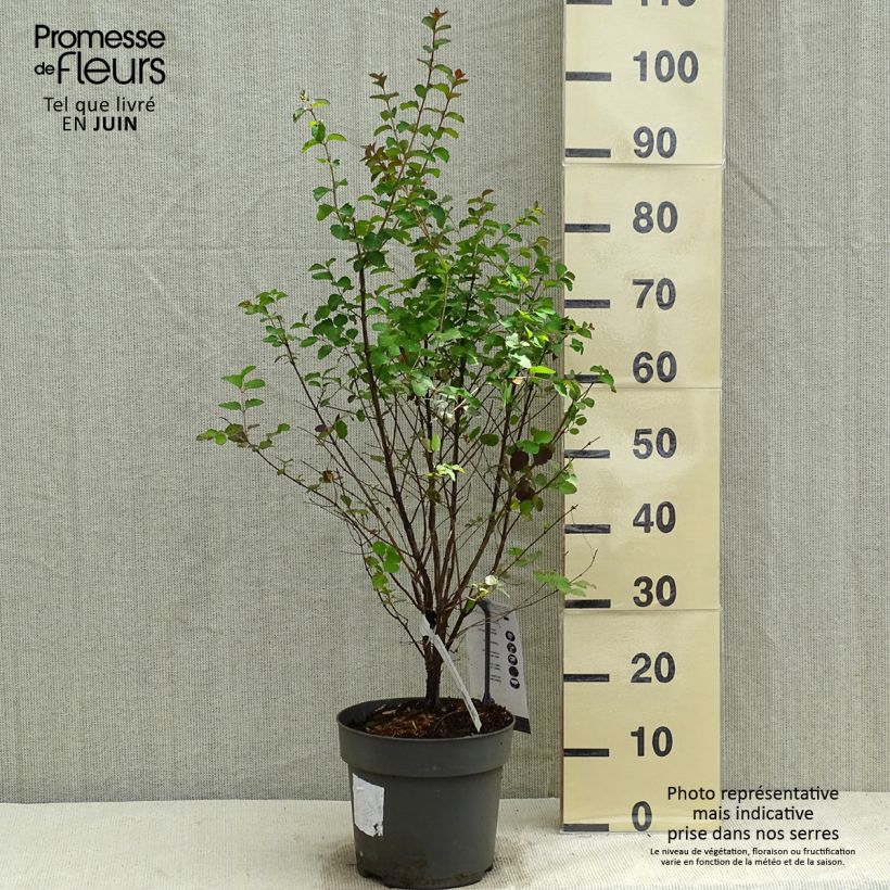 Symphoricarpos orbiculatus Symphony Rock - Sinforicarpo Vaso da 4L/5L esemplare consegnato in primavera
