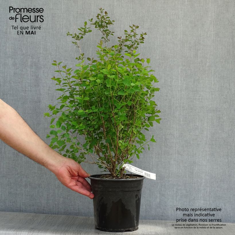 Symphoricarpos doorenbosii Magical Sweet - Sinforicarpo Vaso da 4L/5L esemplare consegnato in primavera