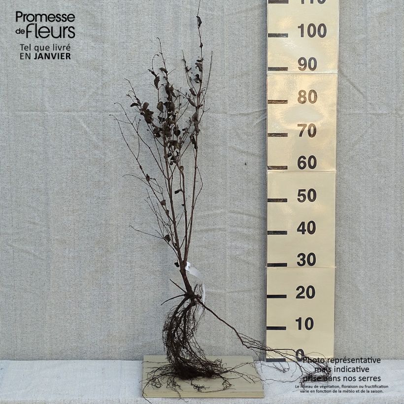 Symphorycarpos albus var. laevigatus Laevigatus - Lacrime d'Italia Piante piccole a radice nuda esemplare consegnato in inverno