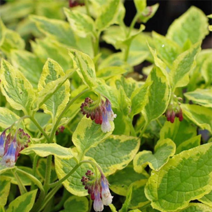 Symphytum Goldsmith - Consolida variegata (Fogliame)