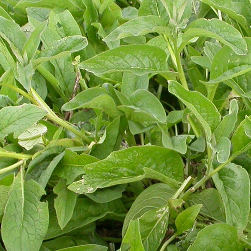 Symphytum azureum - Consolida blu (Fogliame)