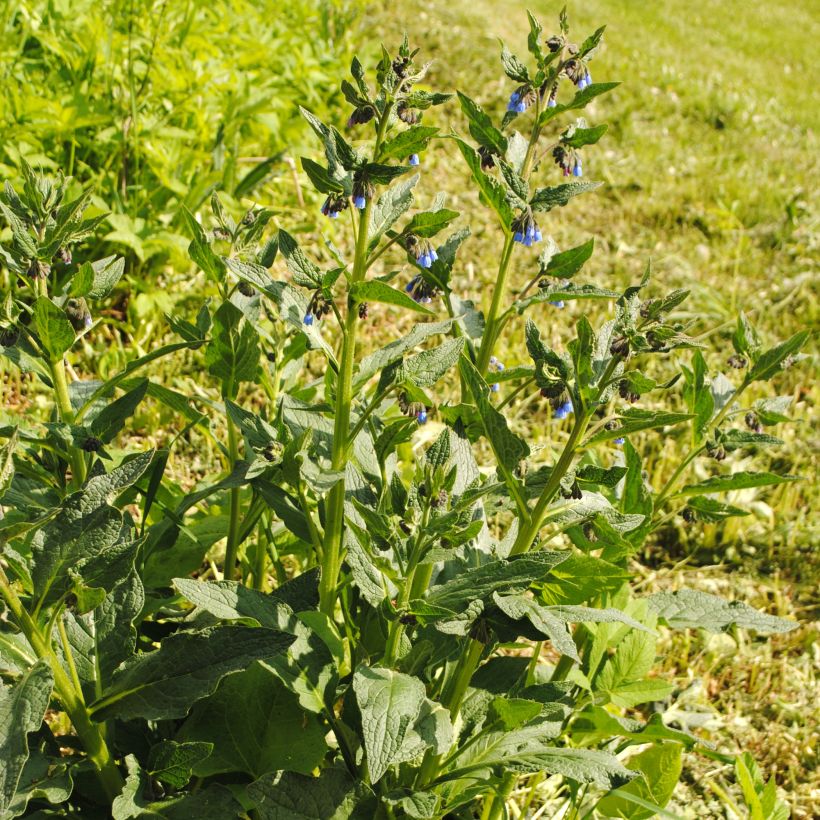 Symphytum azureum - Consolida blu (Porto)