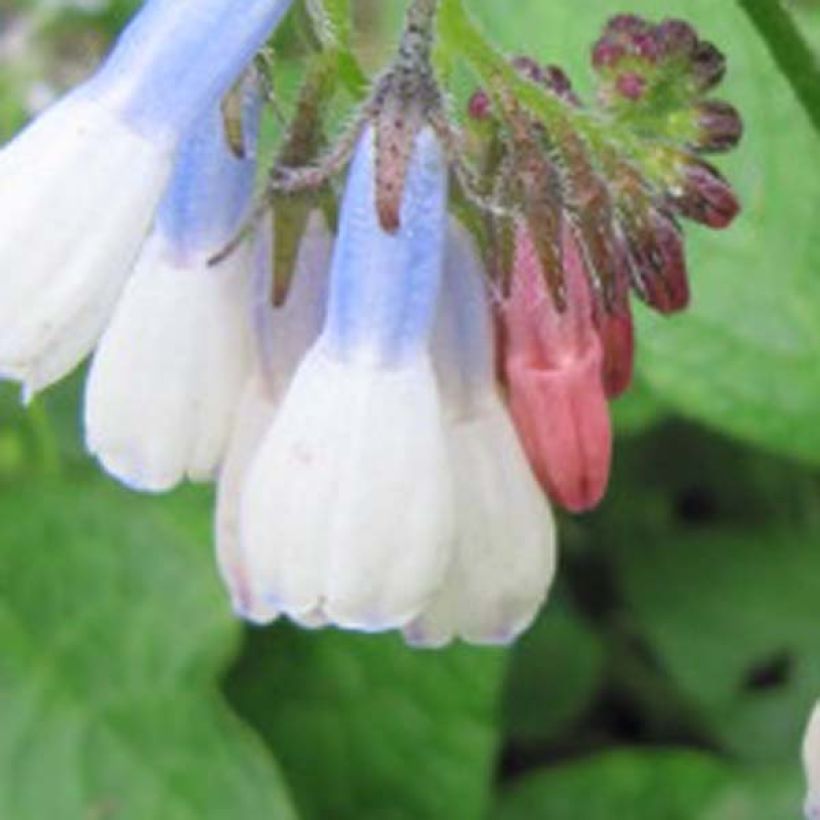 Symphytum grandiflorum Hidcote Blue - Consolida a grandi fiori (Fioritura)