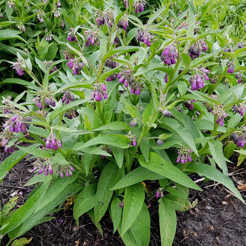 Symphytum officinale - Consolida maggiore (Porto)