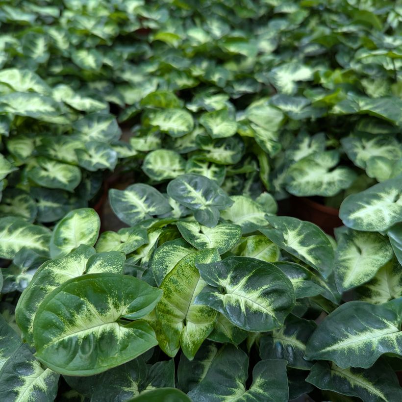 Syngonium Pixie (Fogliame)