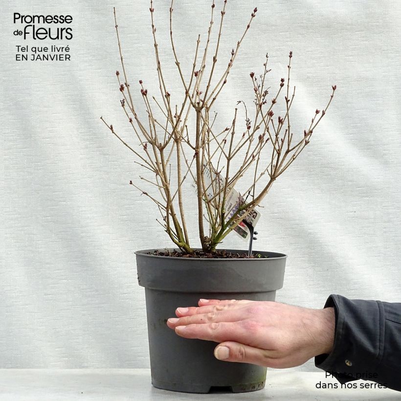 Syringa Pink Perfume - Lillà Vaso da 2L/3L esemplare consegnato in inverno