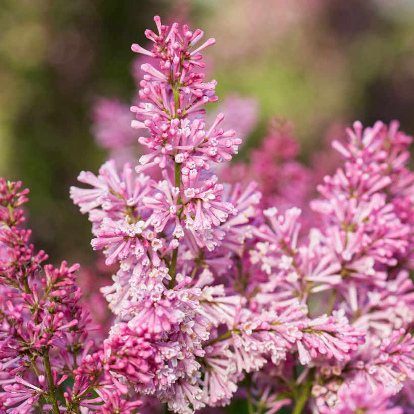 Syringa Pinktini - Lillà (Fioritura)