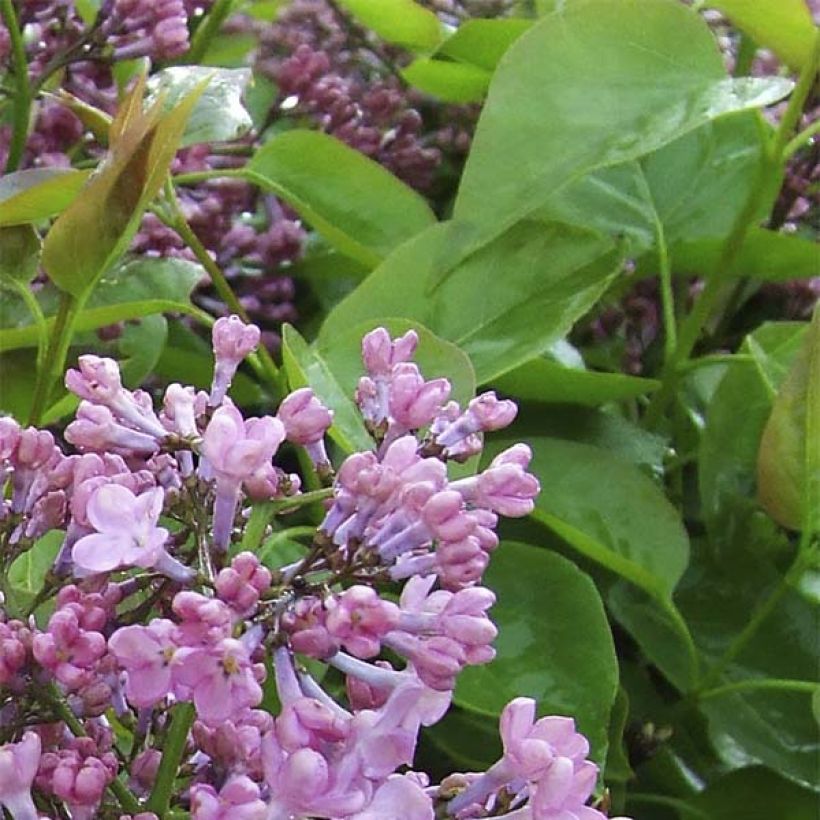 Syringa hyacinthiflora Maiden's Blush - Lillà (Fogliame)