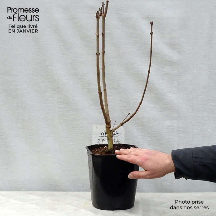 Lillà comune Belle de Moscou Vaso da 4L/5L esemplare consegnato in inverno