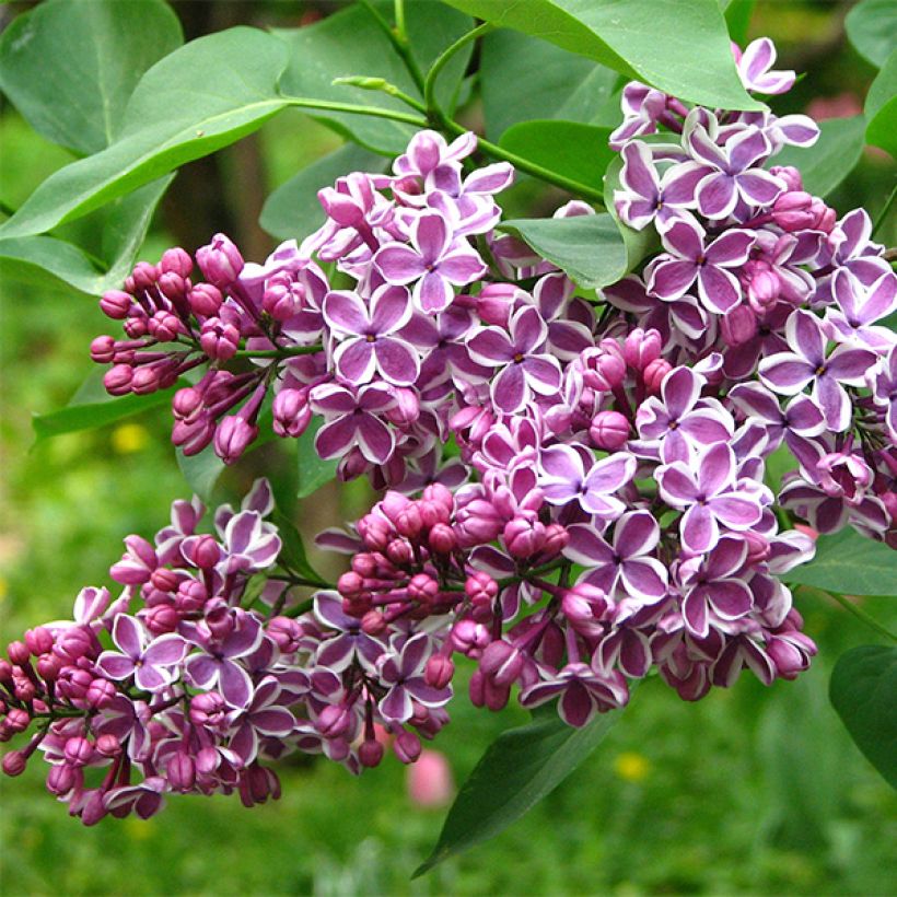 Lillà comune Sensation (Fioritura)