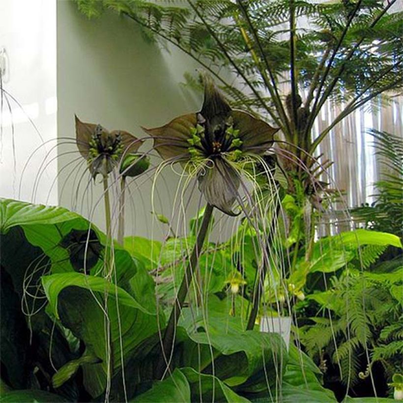 Tacca chantrieri - Fiore Pipistrello (Fioritura)