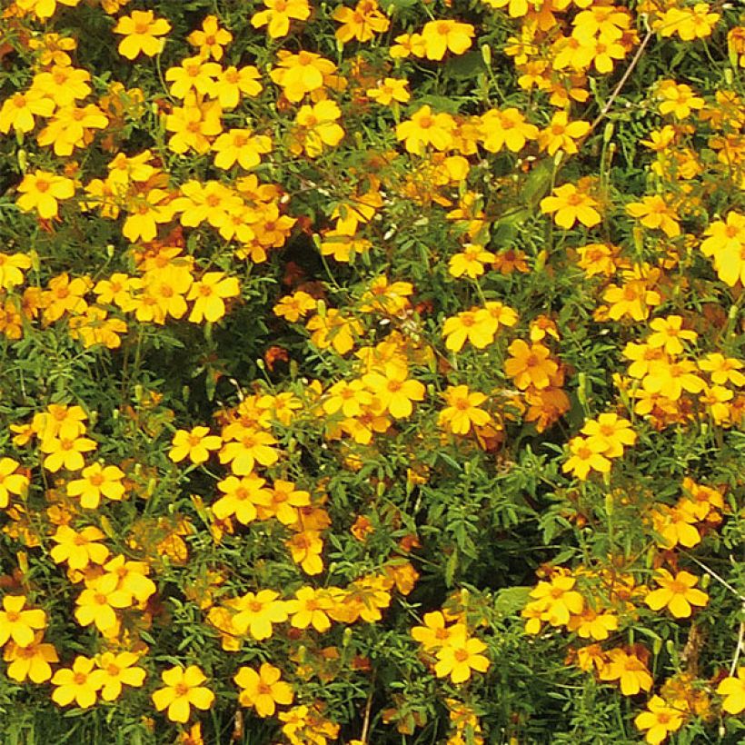 Tagetes Gold Medal - Tagete (Fioritura)