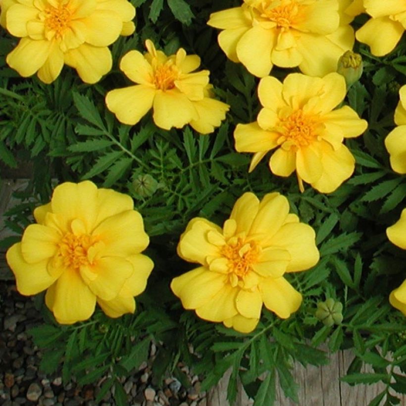 Tagetes patula Queen Yellow (Fogliame)