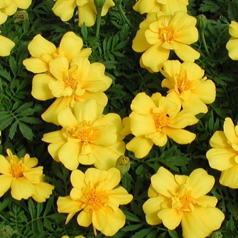 Tagetes patula Queen Yellow (Fioritura)