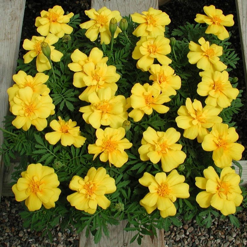 Tagetes patula Queen Yellow (Porto)
