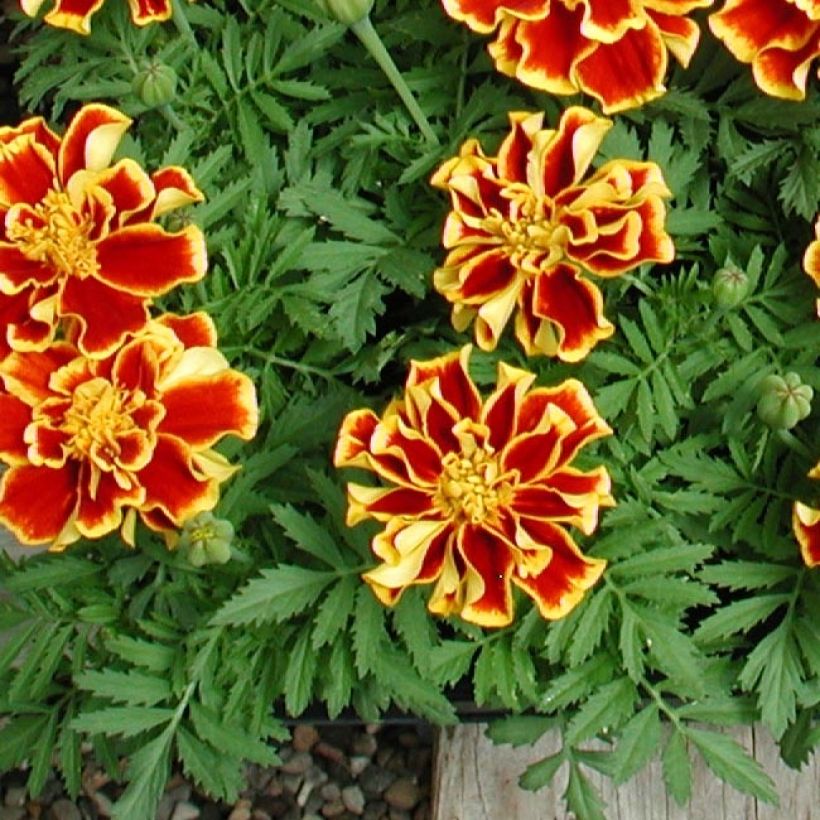 Tagetes patula Queen Yellow Fire (Fogliame)