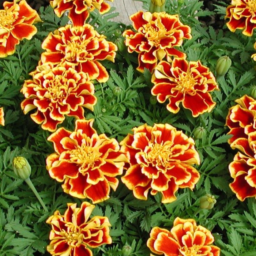 Tagetes patula Queen Yellow Fire (Fioritura)