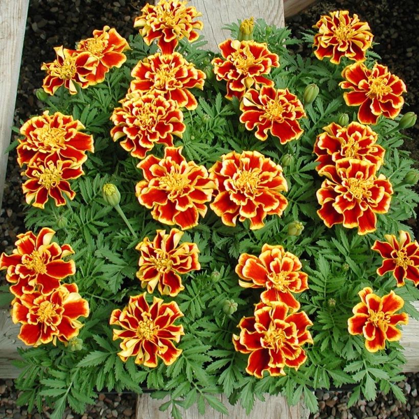 Tagetes patula Queen Yellow Fire (Porto)