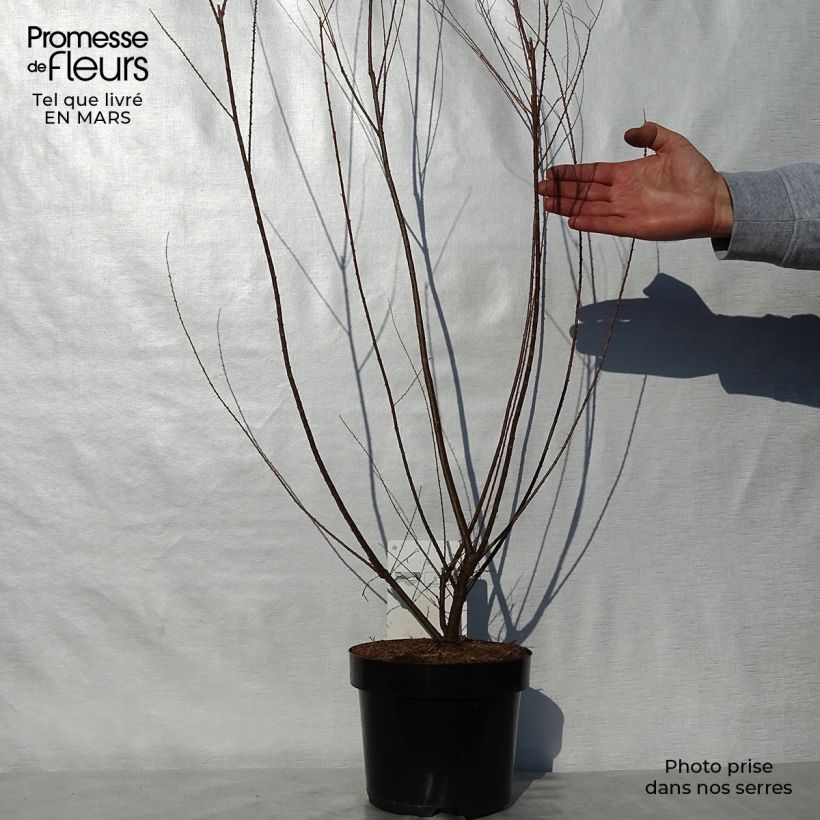 Tamarix ramosissima Hulsdonk White - Tamerice Vaso da 3L/4L esemplare consegnato in primavera