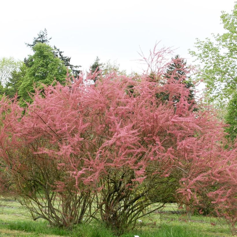 Tamarix ramosissima Rubra - Tamerice (Porto)